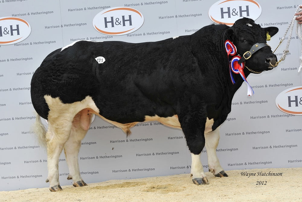 Bedgebury Flat Out - Overall Champion - 15,000gns sire; Ballygrange Alex