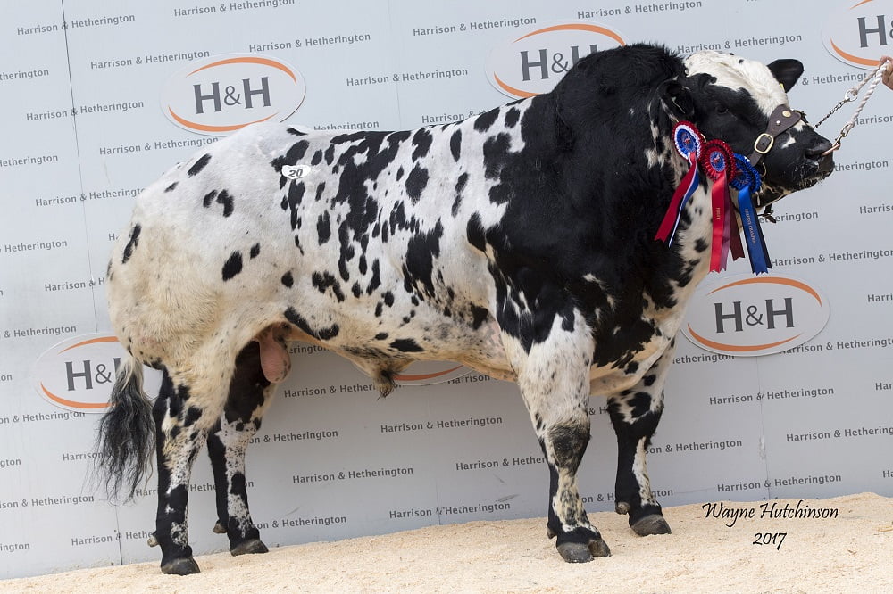 Solway View Kelvin - Senior Champion and Res Overall - 10,000gns
