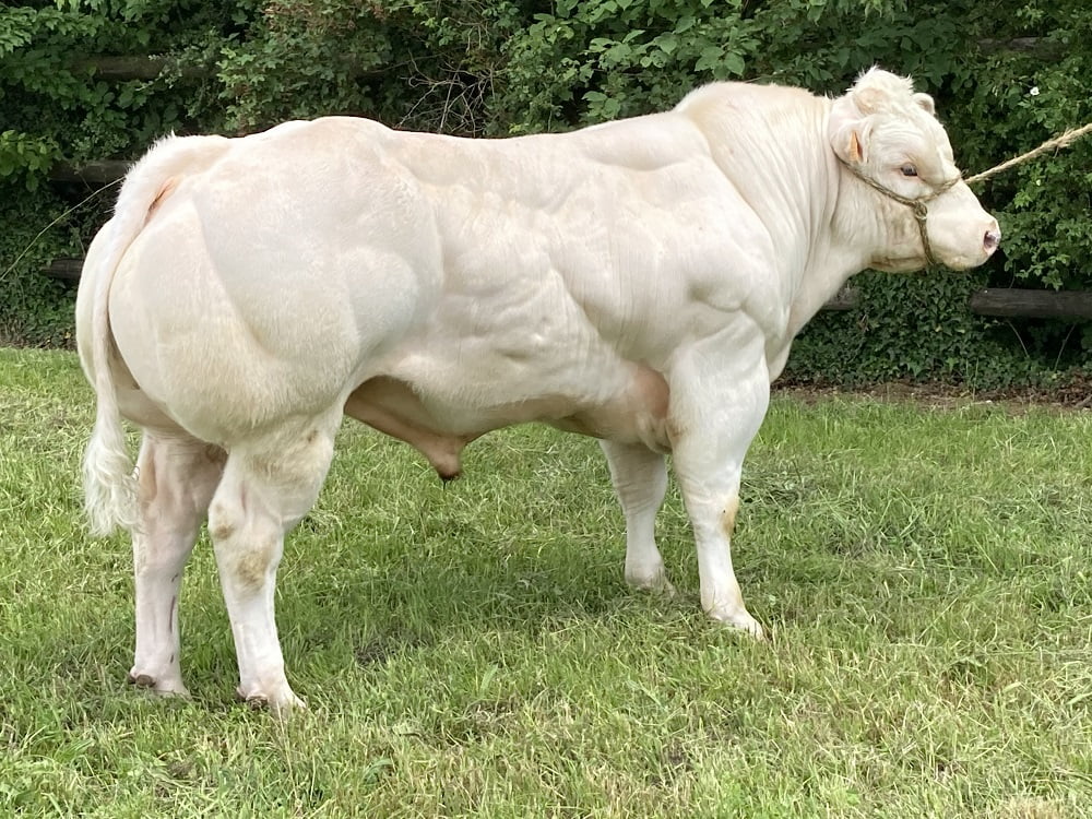 BBG Elk 234 de Boulogne