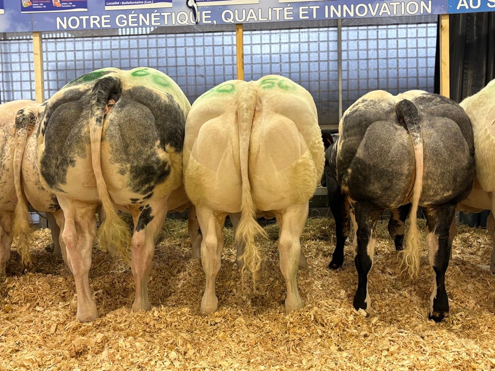 Lot de Cabotin - Libramont 2025